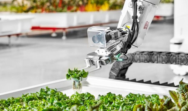 У США зібрали перші овочі, вирощені роботами