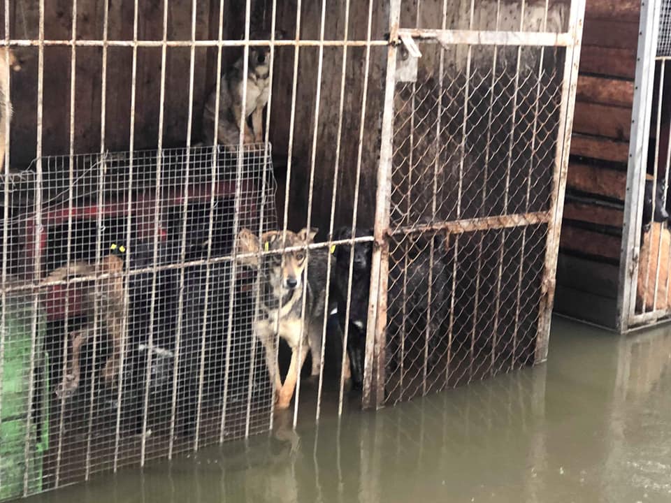 Притулок для собак у Калуші – під водою. Тваринам загрожує смерть (ФОТО, ВІДЕО)