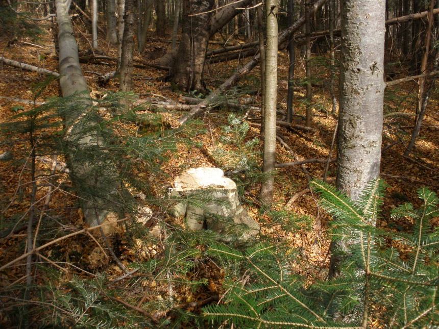 На території Рогатинського лісгоспу виявили незаконну рубку лісу. Збитки оцінили у понад мільйон 200 тисяч