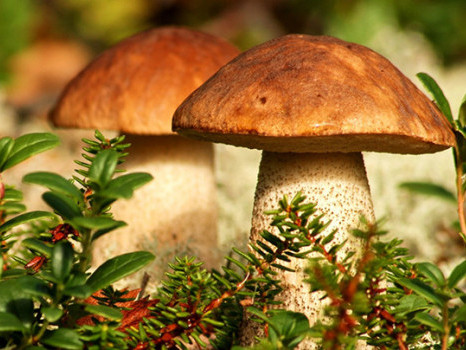 Поласували грибами і тепер в реанімації: на Прикарпатті отруїлись туристи