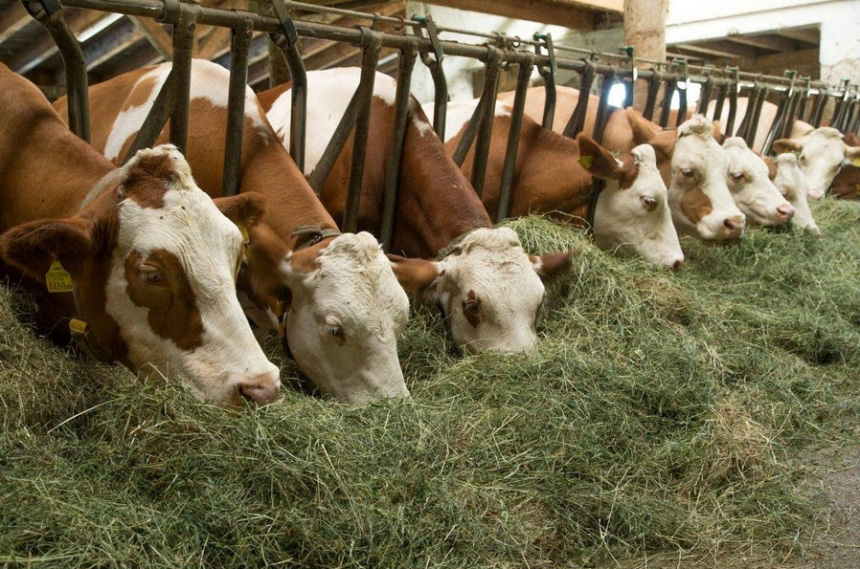 Аграрії Прикарпаття отримають з держбюджету понад 3 мільйони гривень дотації за утримання корів