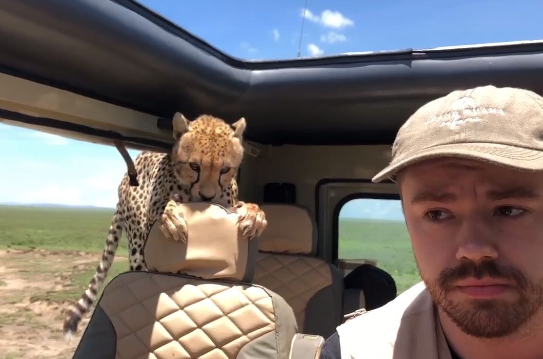 В машину туристів на африканському сафарі заскочив гепард (ВІДЕО)