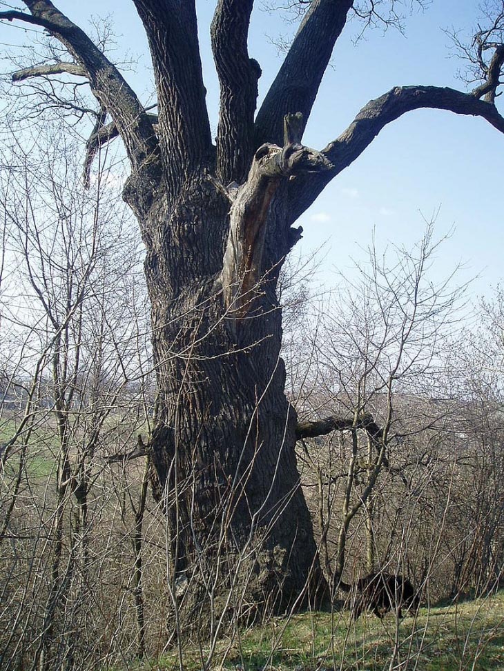 Стало відомо, яке найстаріше дерево Прикарпаття (ФОТОФАКТ)