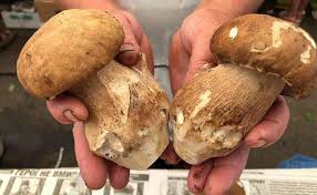 Як не отруїтися грибами: поради прикарпатських фахівців