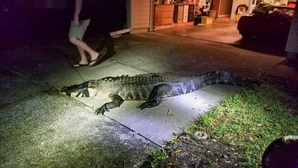 У Флориді крокодил увірвався в житловий будинок і знищив запаси вина (ФОТО)