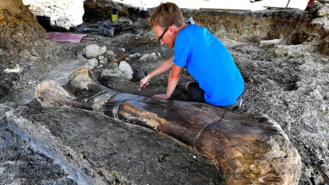 У Франції знайшли велетенську кістку динозавра (ФОТО)