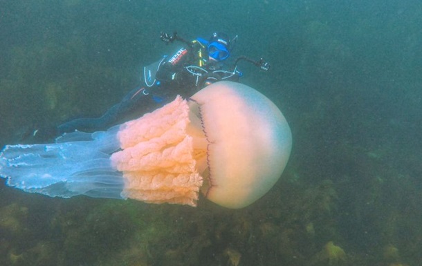 У Британії дайвери знайшли аномально велику медузу (ВІДЕО)