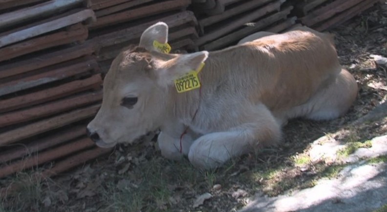 Теля корови, ледь не вбитої за перетин кордону ЄС, назвали іменем євродепутата (ФОТО)