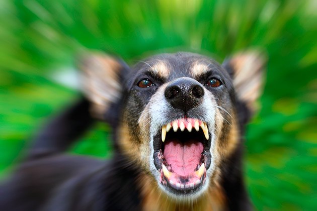 На Рогатинщині в собаки виявили сказ – оголошено карантин