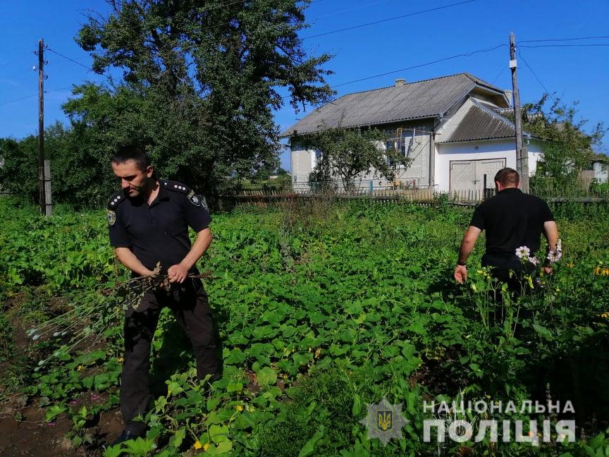 На городі у прикарпатця знайшли понад 300 рослин снодійного маку (ФОТО)