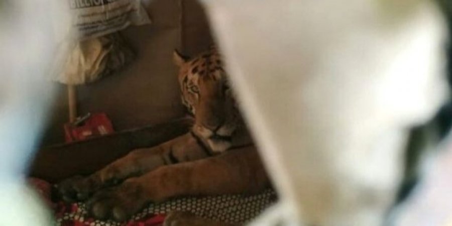 В Індії тигриця, яка рятувалася від повені, потрапила в будинок місцевих жителів і проспала весь день у ліжку