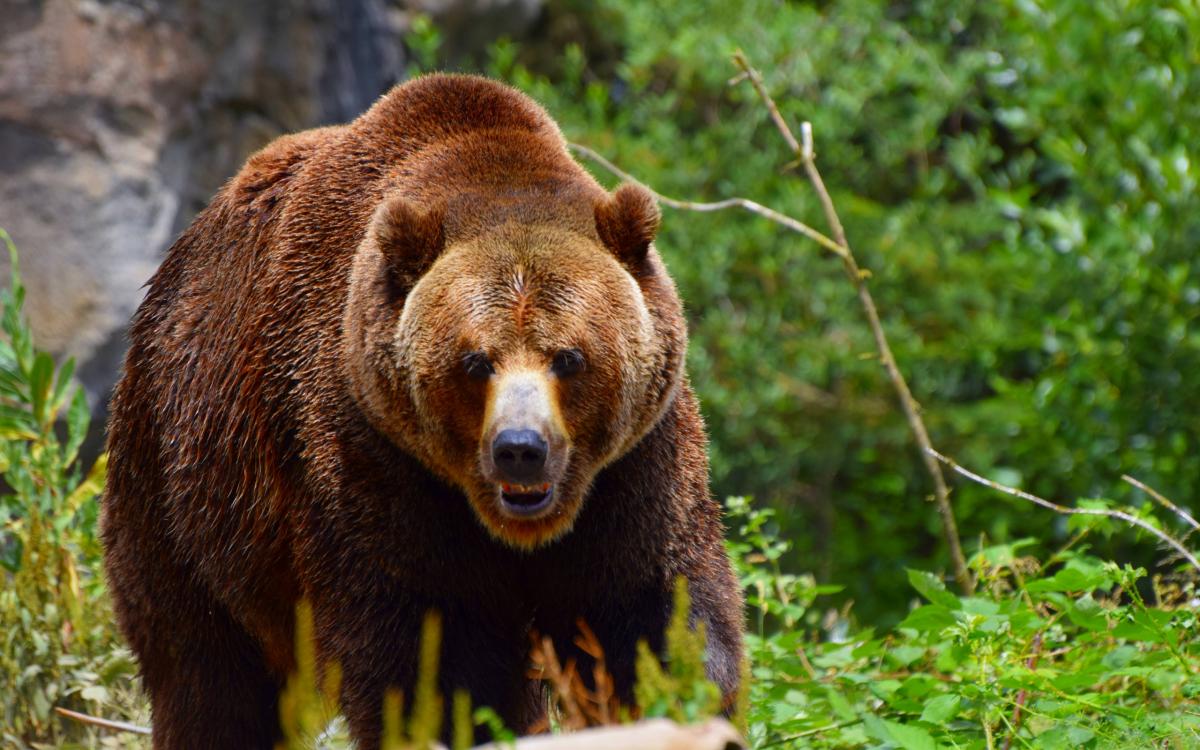 Тут живуть бурі ведмеді: прикарпатцям розповіли правила таборування у Карпатських лісах