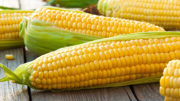 Галка рекомендує: особливості вирощування кукурудзи