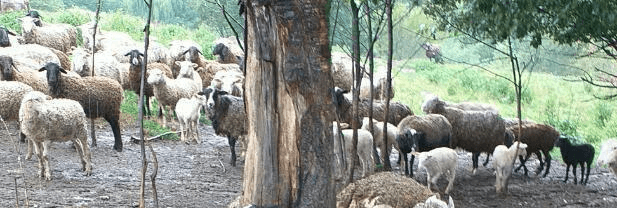 На Прикарпатті від удару блискавки загинули 20 овець