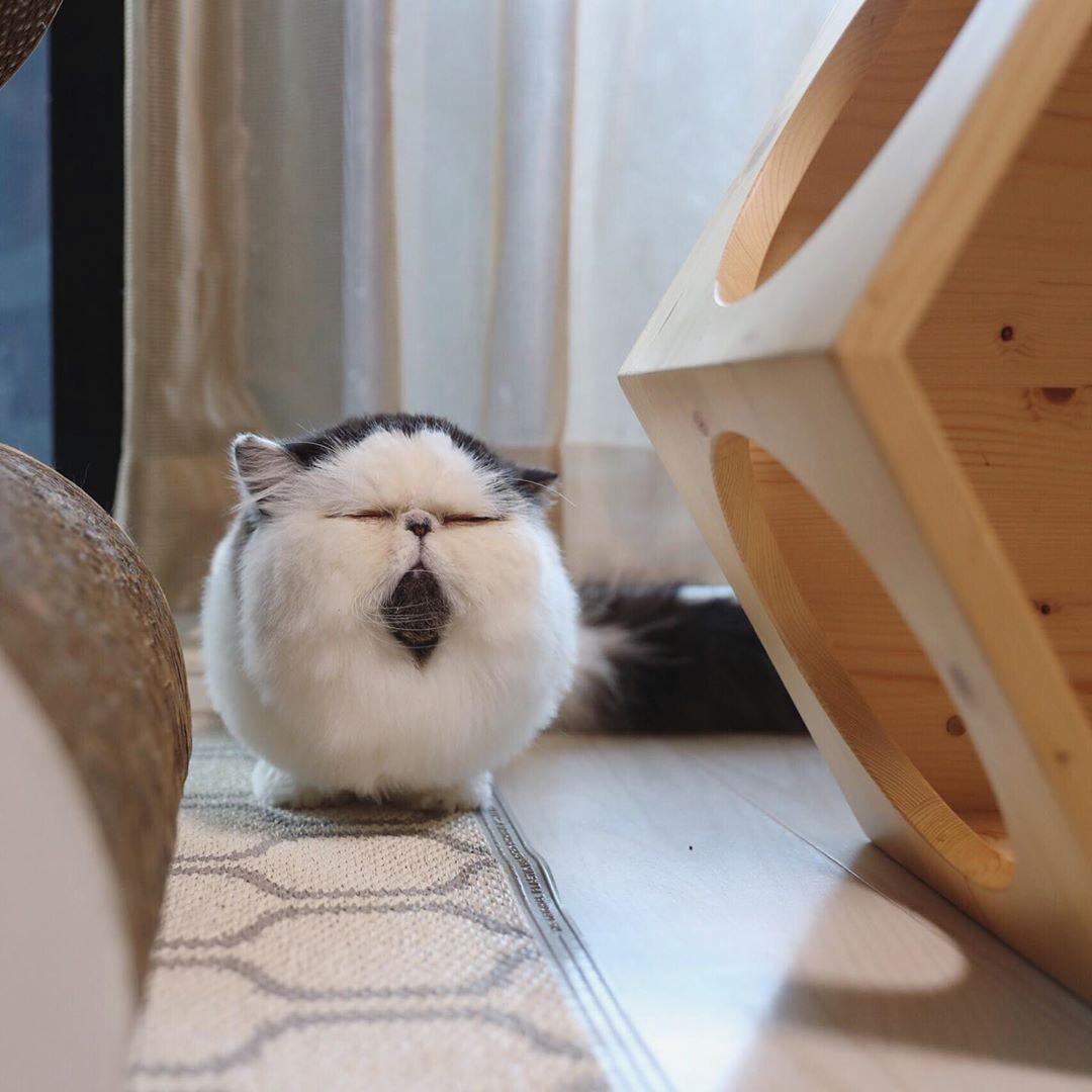 В мережі знайшли найбільш сонного кота у світі (ФОТО)