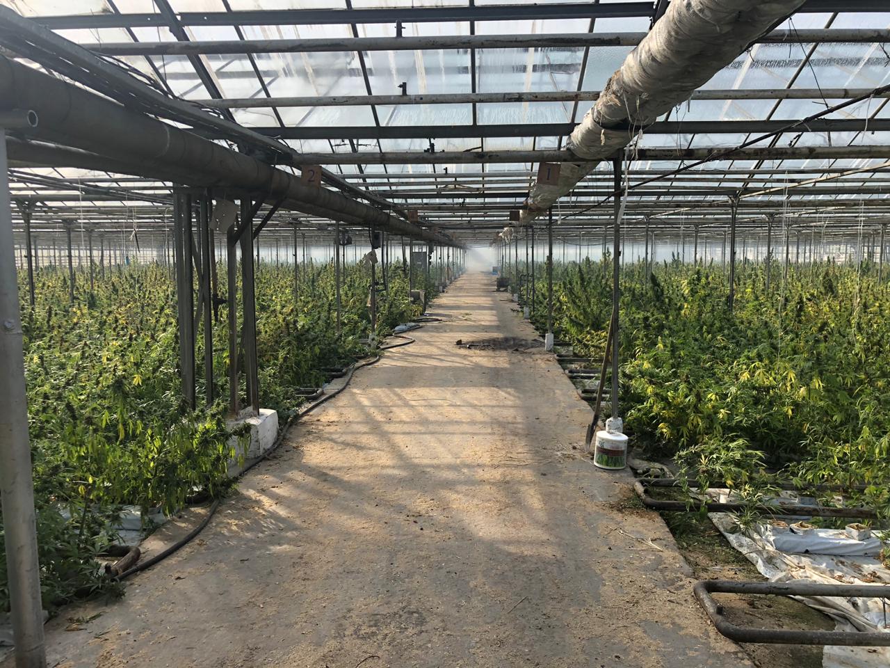 “Зроблено по фен-шуй”: нардеп-садівник з Прикарпаття про вирощування марихуани у теплицях на Косівщині