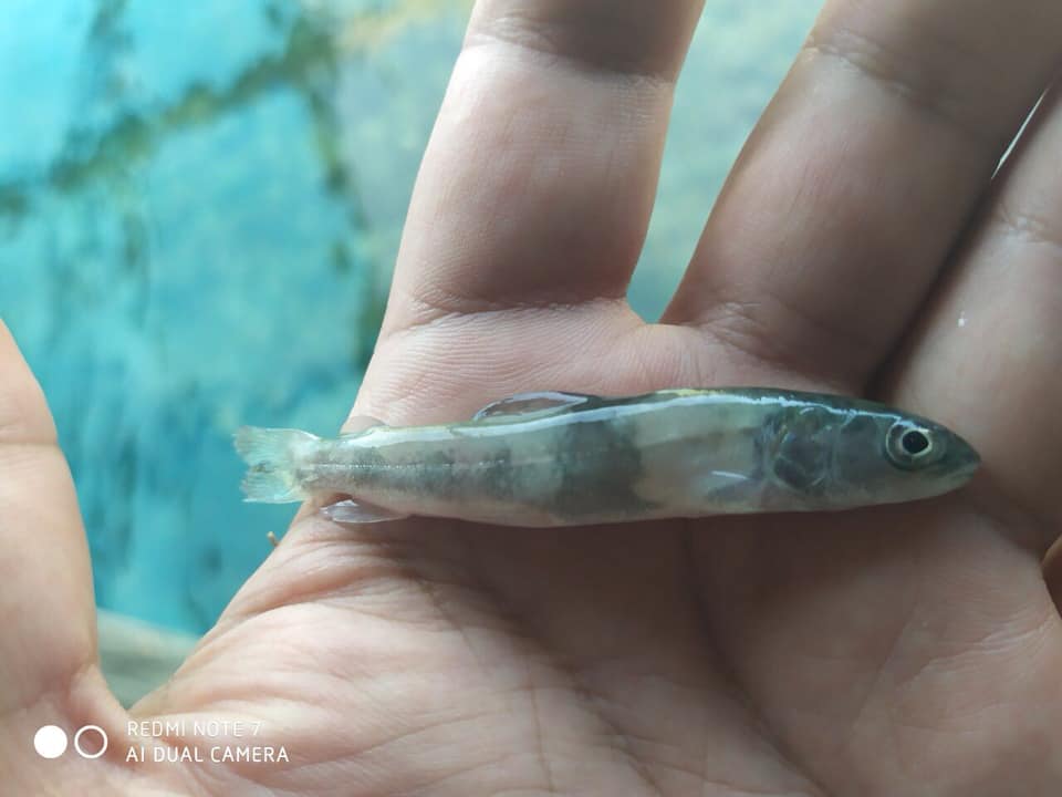 У гірські річки Прикарпаття випустили лосося дунайського (ФОТО)
