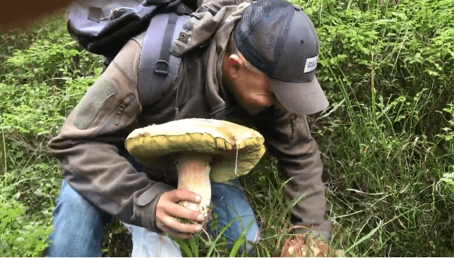 Велетенський білий гриб знайшов прикарпатець у горах (ВІДЕО)