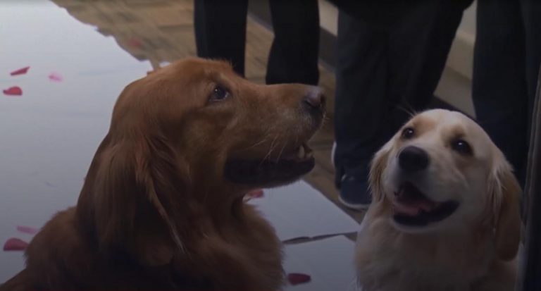 В американській лікарні зіграли весілля двох песиків (ВІДЕО)