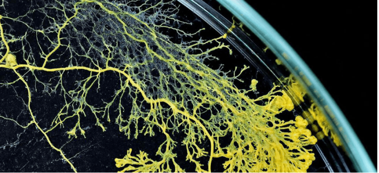 У паризькому зоопарку покажуть істоту, що має 720 статей і здатність до регенерації