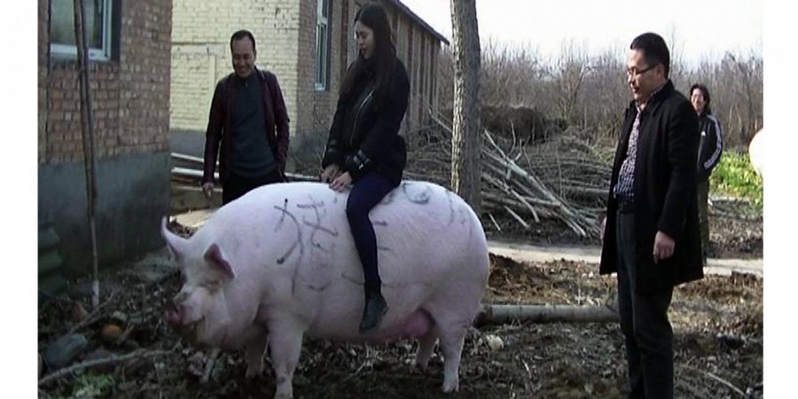 П’ятачок підріс. У Китаї вирощують свиней, які важать як полярні ведмеді