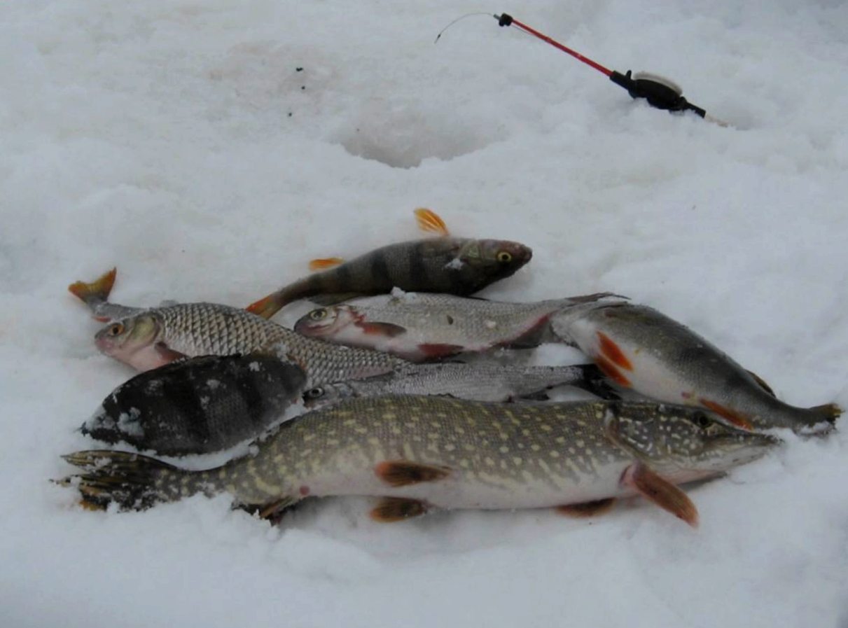 З листопада на Прикарпатті заборонено рибальство на зимувальних ямах (КАРТА)