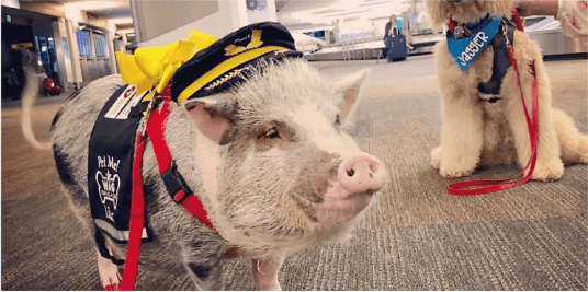​​Аеропорт Сан-Франциско взяв на роботу свиню, аби вона допомагала пасажирам долати страх польотів