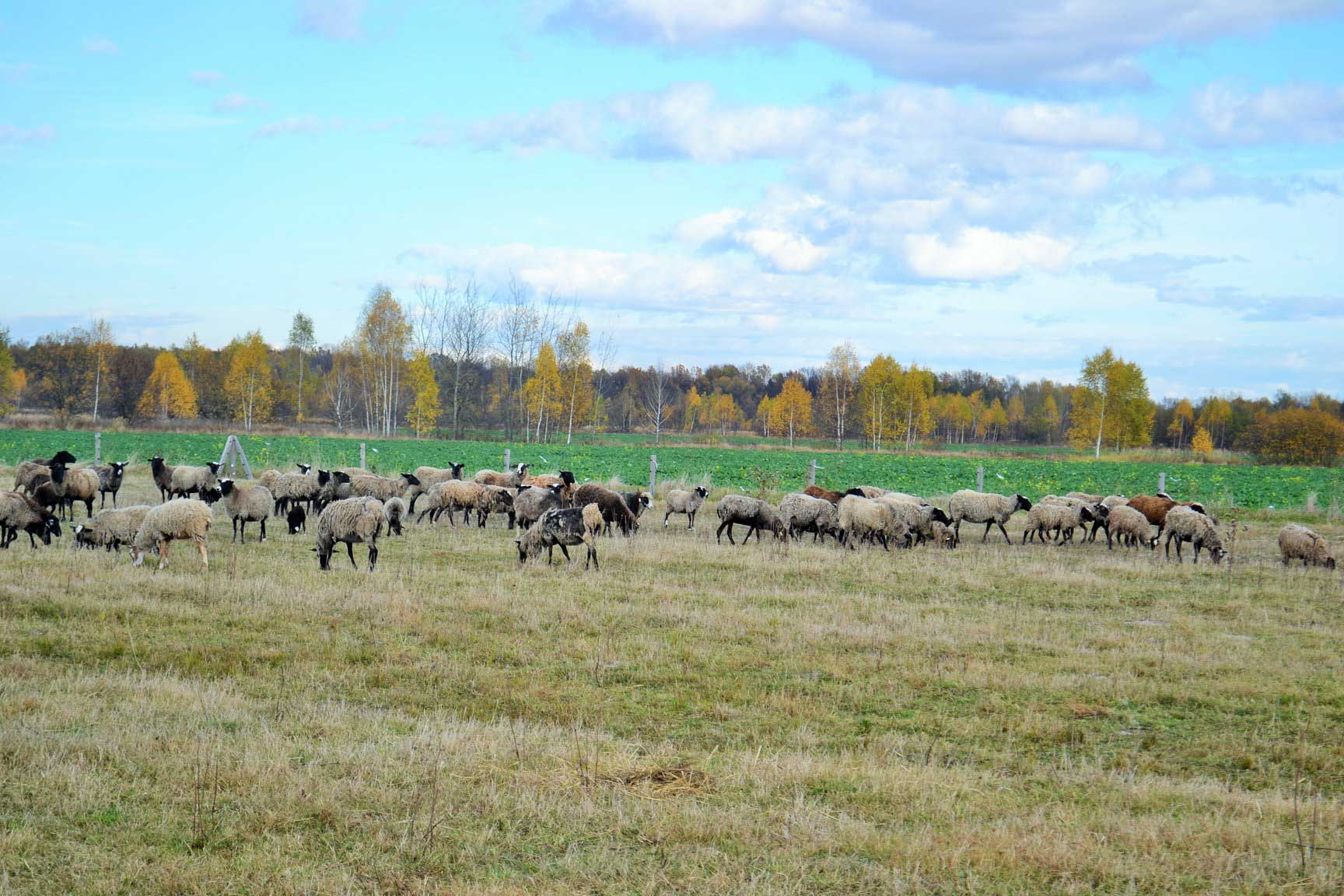 На Коломийщині запрацювала ферма з вирощування овець (ФОТО)