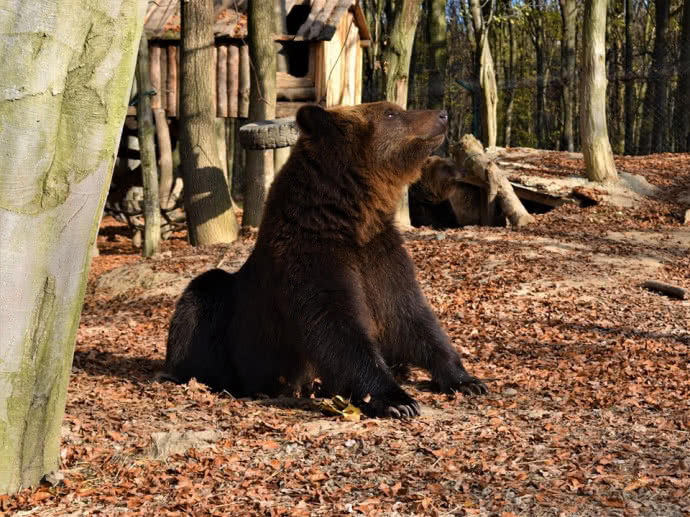 Тепло не дає впасти у сплячку ведмедям у Карпатах (ФОТОФАКТ)