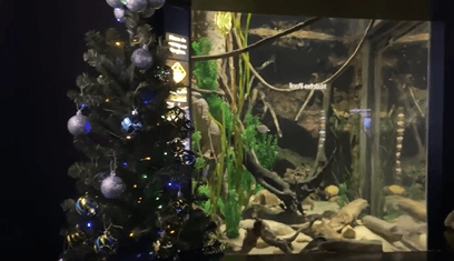 Різдвяну ялинку підключили до акваріуму з електричним вугром. Тепер він керує освітленням та музикою