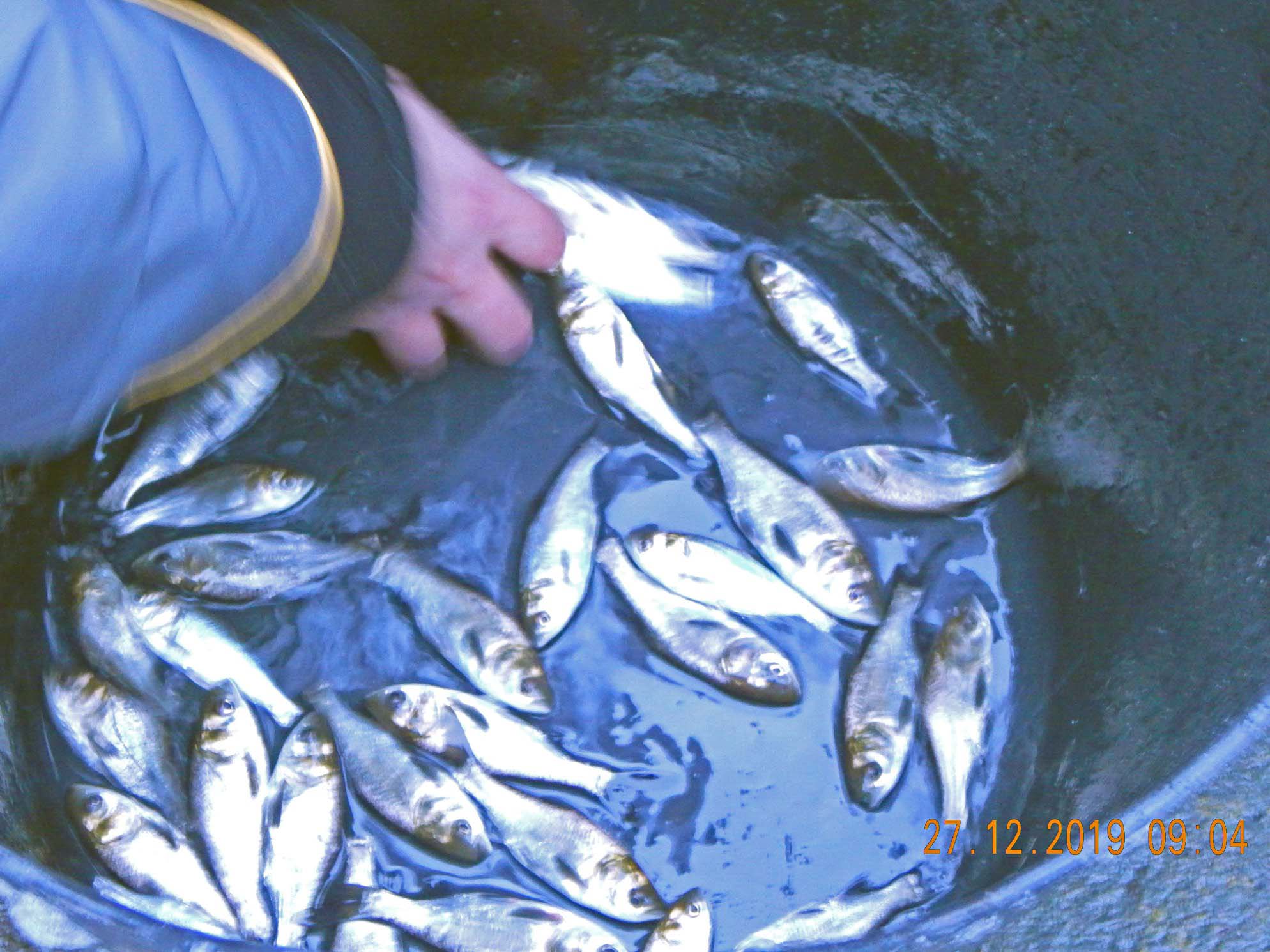У Бурштинське водосховище запустили понад пів мільйона рибин товстолоба та коропа (ФОТО, ВІДЕО)