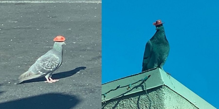 У Лас-Вегасі літають голуби з мініатюрними ковбойськими капелюхами. Всі намагаються зрозуміти, звідки вони взялися (ВІДЕО)