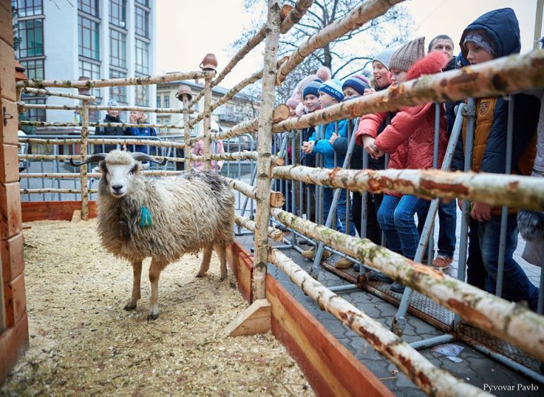 “Врахували звернення активістів”: мер пояснив, чому з центру Франківська забрали овець
