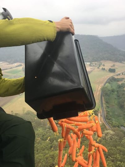 В Австралії з повітря скинули тисячі кілограмів овочів, щоб нагодувати постраждалих від пожеж тварин
