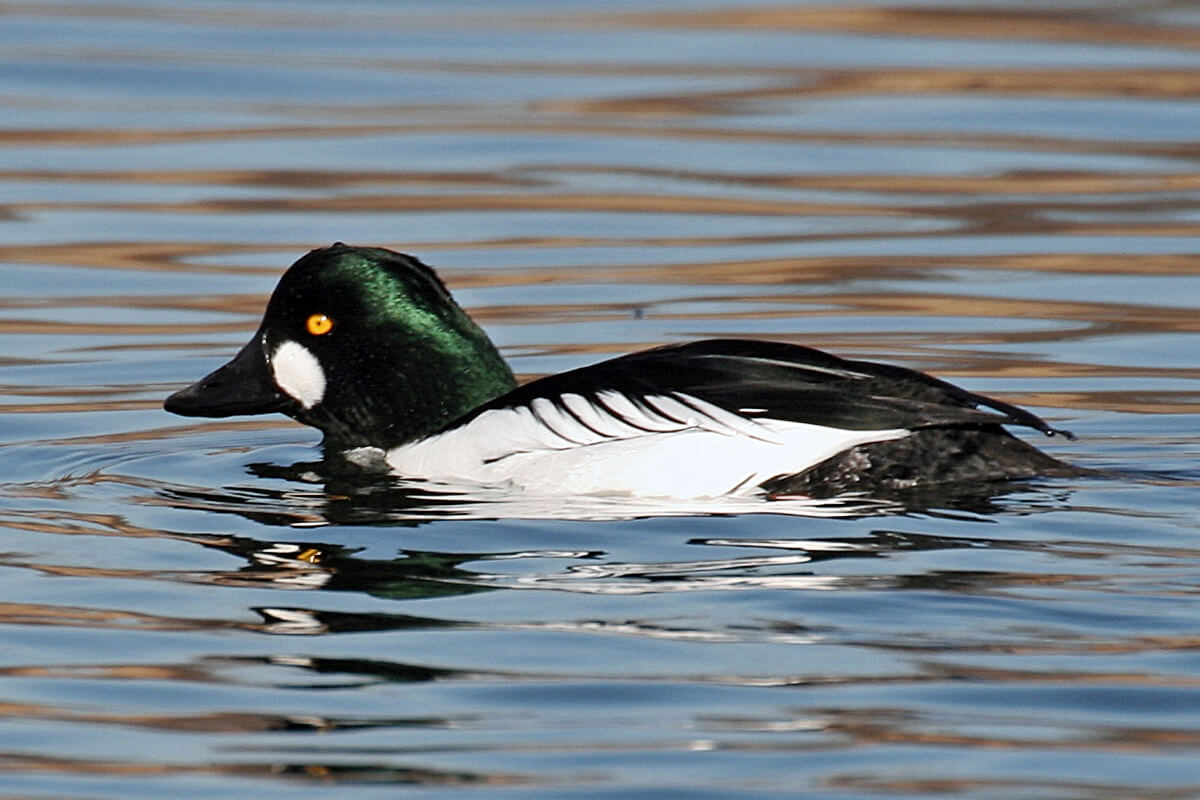 Чепура, Гоголь та Шилохвіст: камери на Бурштинському водосховищі зафіксували 18 видів птахів (ПЕРЕЛІК)