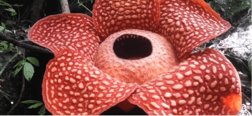 В Індонезії знайшли найбільшу у світі квітку