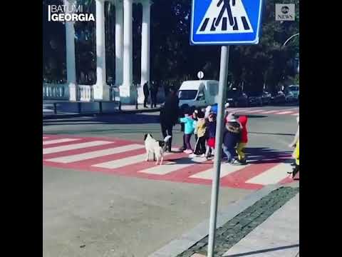 У Грузії безпритульний пес допомагає дітям переходити дорогу (ВІДЕО)