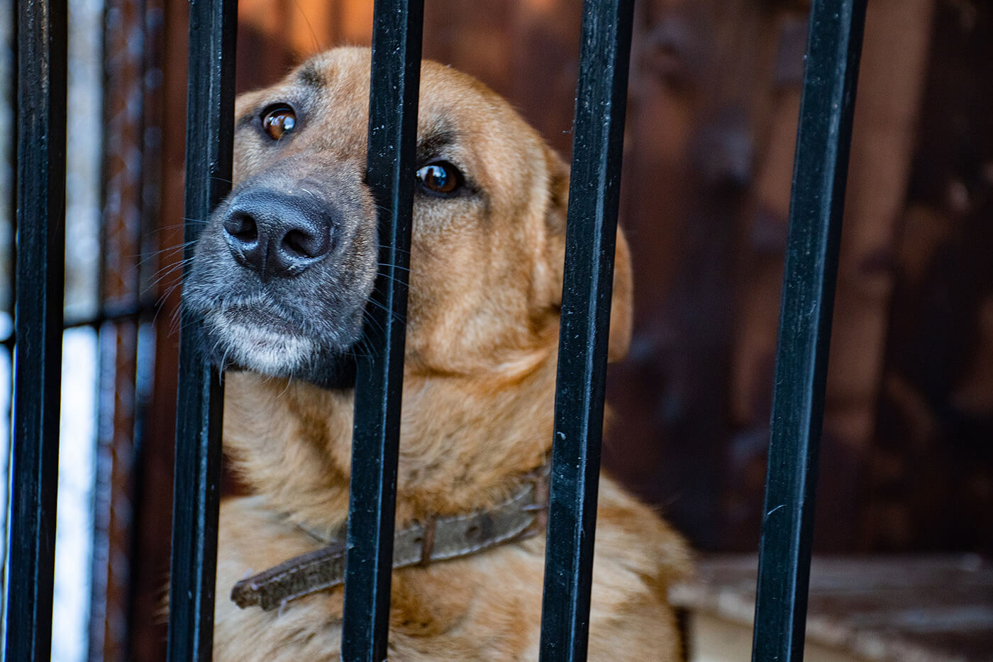 Калуському притулку для собак “Дім Сірка” необхідні кошти на вакцини