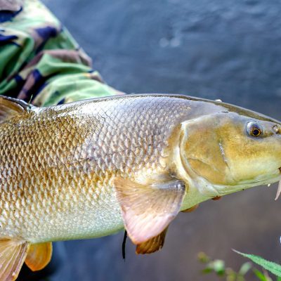 На Тлумаччині рибпатрульні знайшли 800 метрів браконьєрських сіток з “червонокнижною” рибою (ФОТО)