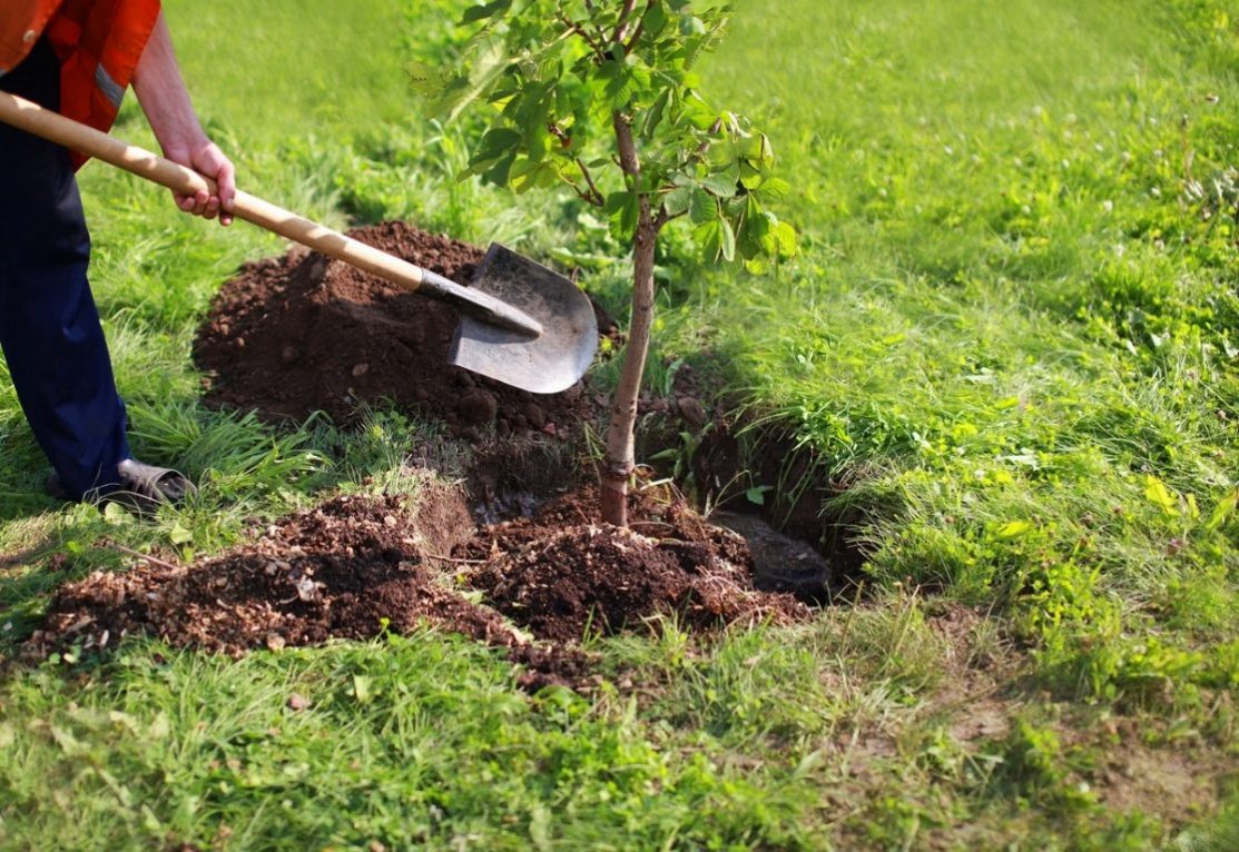 В Україні за добу висадять понад мільйон дерев, долучиться і Франківськ