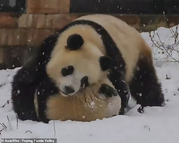 У Китаї панди тішаться снігу (ФОТО)