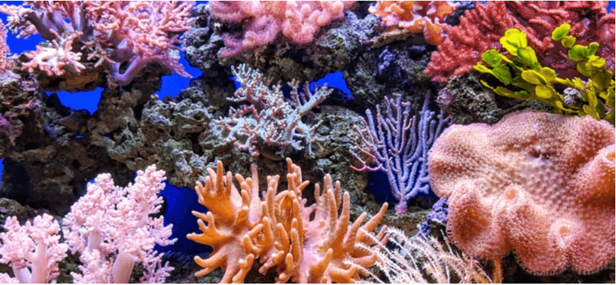 Через глобальне потепління до 2040 року зникнуть 90% коралових рифів − дослідження