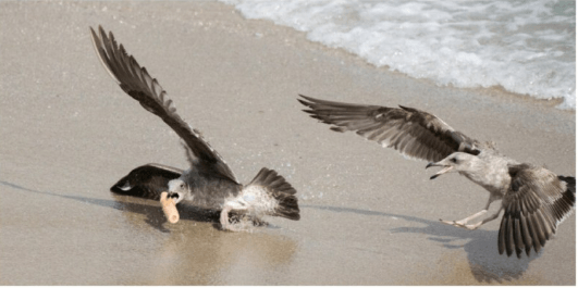Американка випадково сфотографувала, як чайки б’ються за фалоімітатор (ФОТО)