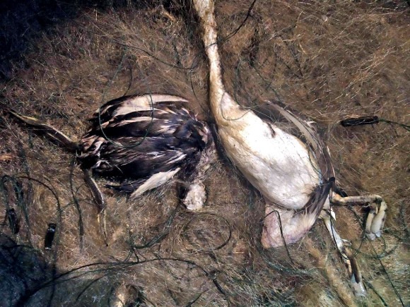 На Бурштинському водосховищі витягнули 840 метрів сіток, в яких загинуло кілька птахів (ФОТО)