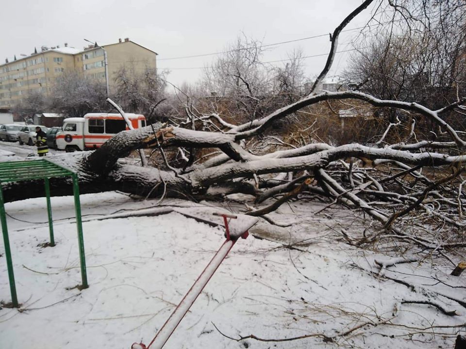 На вулиці Миру негода повалила дерево поблизу дитмайданчика (ФОТОФАКТ)