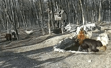 Ведмеді у Галицькому нацпарку відкрили сезон купання в басейні (ВІДЕО)