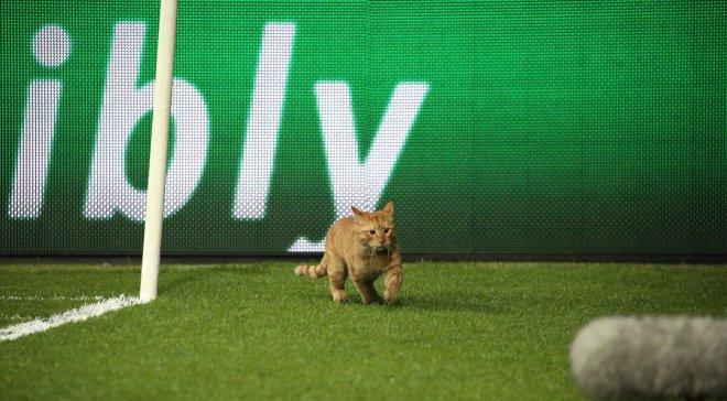 Одинокий кіт на трибуні під час футбольного матчу став хітом мережі (ВІДЕО)