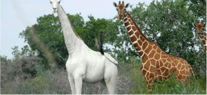 Через браконьєрів у світі залишився лише один білий жираф (ВІДЕО)