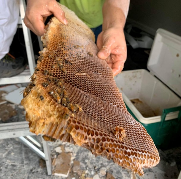 У США рій бджіл зібрав 45 кг меду під стелею квартири (ФОТО, ВІДЕО)