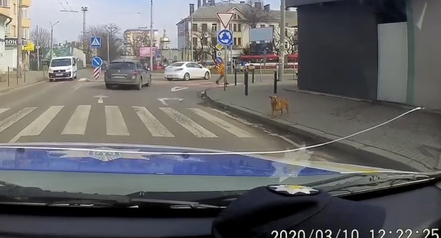 Франківські патрульні показали миле відео з песиком, який переходить дорогу (ВІДЕО)